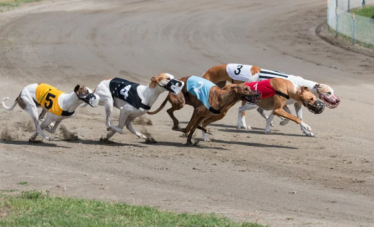 Is the PGR Oaks a forgone conclusion? Droopys Kathleen an overwhelming favourite to reign supreme in Wolverhampton